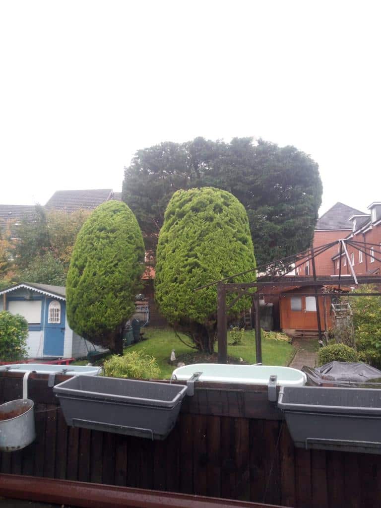 This is a photo of two tree in a garden that have just been trimmed. They have been sculpted by the operatives of Burwell Tree Surgeons