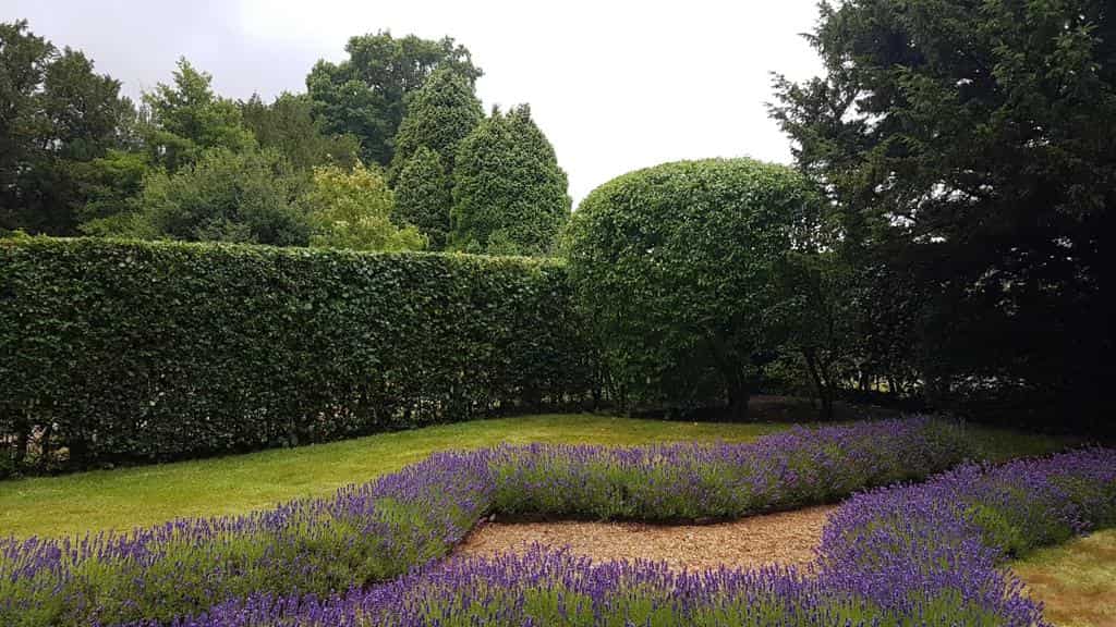This is a photo of a garden hedge that has just been trimmed by Burwell Tree Surgeons