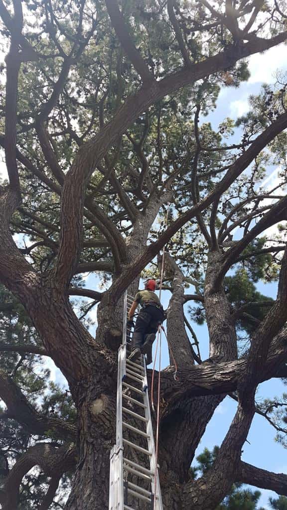 This is a photo of a very large tree with a ladder resting on it and an operative from Burwell Tree Surgeons climbing up it to carry out tree surgery