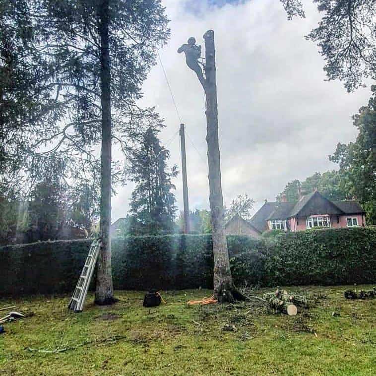 This is a photo of a tree that is being removed, there is just the trunk remaining and the operative from Burwell Tree Surgeons is at the top cutting a section of it off.